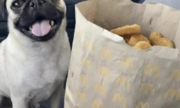 Un sac entier de nuggets pour un chien nommé... Nuggets