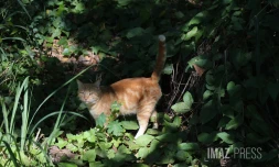 chat 