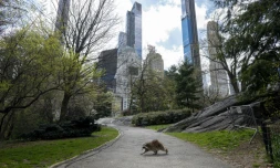 Un raton laveur se promÚne dans un Central Park presque désert le 16 avril 2020