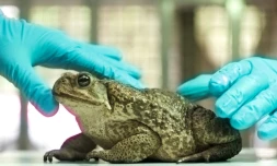 Un crapaud-buffle examiné à l'Institut de recherche sur les espÚces endémiques dans le comté de Nantou, à Taïwan, le 24 novembre 2021