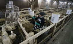 Le gavage des canards Ă Ferndale (New York), oĂč se trouve l'exploitation Hudson Valley Foie Gras