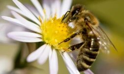 L'association Générations Futures a bataillé à Nice pour obtenir du tribunal administratif le gel de l'autorisation de vente de deux nouveaux pesticides en raison des risques pour la santé des abeilles