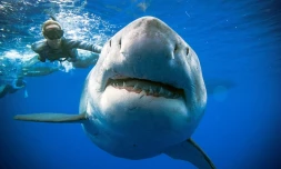 Des plongeurs nagent avec l'un des plus gros requins blancs jamais observés