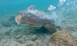 La tortue Cc Curieuse en route vers la péninsule arabique