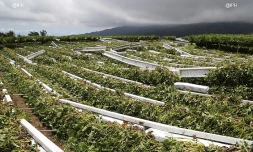 agriculture Piton Hyacinthe