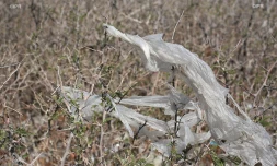 Déchets plage 