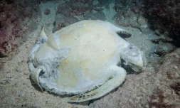 Tortue marine morte, passe de l'hermitage