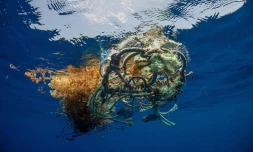 filets à la dérives 