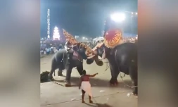 Bagarre d'éléphants en Inde