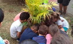 Saint-Paul : les marmailles luttent contre le réchauffement climatique