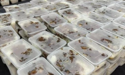 Caravane de la solidarité : 1 647 repas distribués