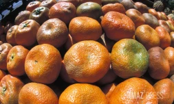 Agrumes 