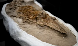Un squelette pétrifié complet de Lomacetus, un ancêtre des marsouins modernes datant de plus de 10 millions d'années, est dévoilé à l'Institut géologique, minier et métallurgique (INGEMMET) de Lima, le 17 septembre 2025. ( AFP / Ernesto BENAVIDES )