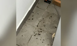 présence de crottes de rat dans une maison