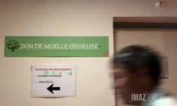 moelle osseuse 