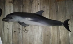dauphin tacheté, mort, globice