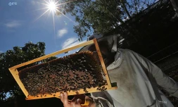 Apiculture