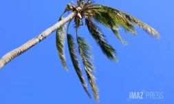 cocotiers vent 