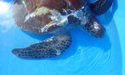 Kélonia : une tortue verte blessée par un requin