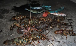 Langoustes : Pêches, transport, vente interdites !