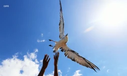 lâcher de pétrels 2018