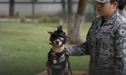 [Vidéos] Un chihuahua intègre un commando de police au Mexique