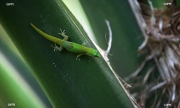 Gecko 
