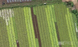 agriculture Illustration 