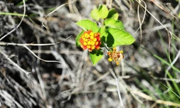 fleurs
