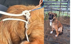 Saint-André : des enfants traînent une chienne avec une corde faite de fils électriques, la police sauve l'animal