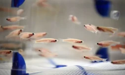 Des poissons-zèbres dans un aquarium de l'Institut Pasteur, le 20 juin 2023 à Paris ( AFP / Christophe ARCHAMBAULT )