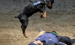 Espagne : un petit chien devenu célèbre avec son massage (presque) cardiaque