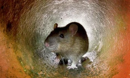 Rats