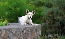 chien errant 