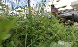 herbes 
