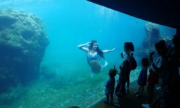 Journées des Tortues Marines : un samedi réussi