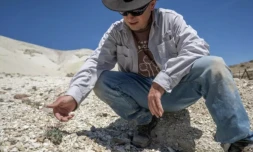 Patrick Donnelly, membre de l'ONG américaine Center for Biodiversity, examine un spécimen de "Tiehm's buckwheat", une fleur unique au monde et menacée par un projet de mine de lithium, sur le site de Rhyolite Ridge, dans le Nevada ( AFP / Robyn Beck )