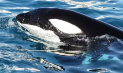 Keijo, l’orque mâle de Marineland, nage dans le bassin de l’arène des orques du parc à thème Marineland à Antibes, en France, le 27 novembre 2025 ( AFP / Valery HACHE )