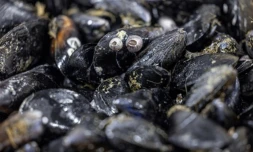 Moules, Mollusques