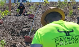 plantation d'arbres à la trinite 
