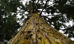 ForĂŞt de Cryptomerias