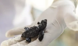 Un bébé tortue, sauvé par des bénévoles du centre de conservation marine Dekafok à Manavgat, le 14 juillet 2024 ( AFP / KEMAL ASLAN )