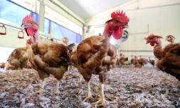 ferme de poulet bio péi
