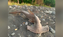 Saint-Paul : un requin-marteau retrouvé échoué sur le littoral
