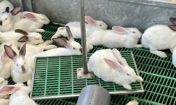 Saint-Joseph : inauguration du deuxième élevage expérimental en parc sur l'île