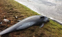 dauphin mort à maurice