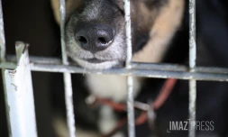 chien en fourrière