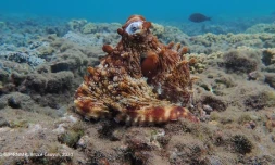 Réserve naturelle marine : la pèsh zourit c'est fini pour cette année