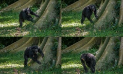 Un chimpanzé fait "de la batterie" sur la racine d'un arbre dans la forêt de Budongo en Ouganda, sur cette photo transmise le 6 septembre 2022 par l'Université de St Andrew