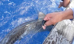 Requin marqué